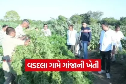 Drug seizure mahisagar 1