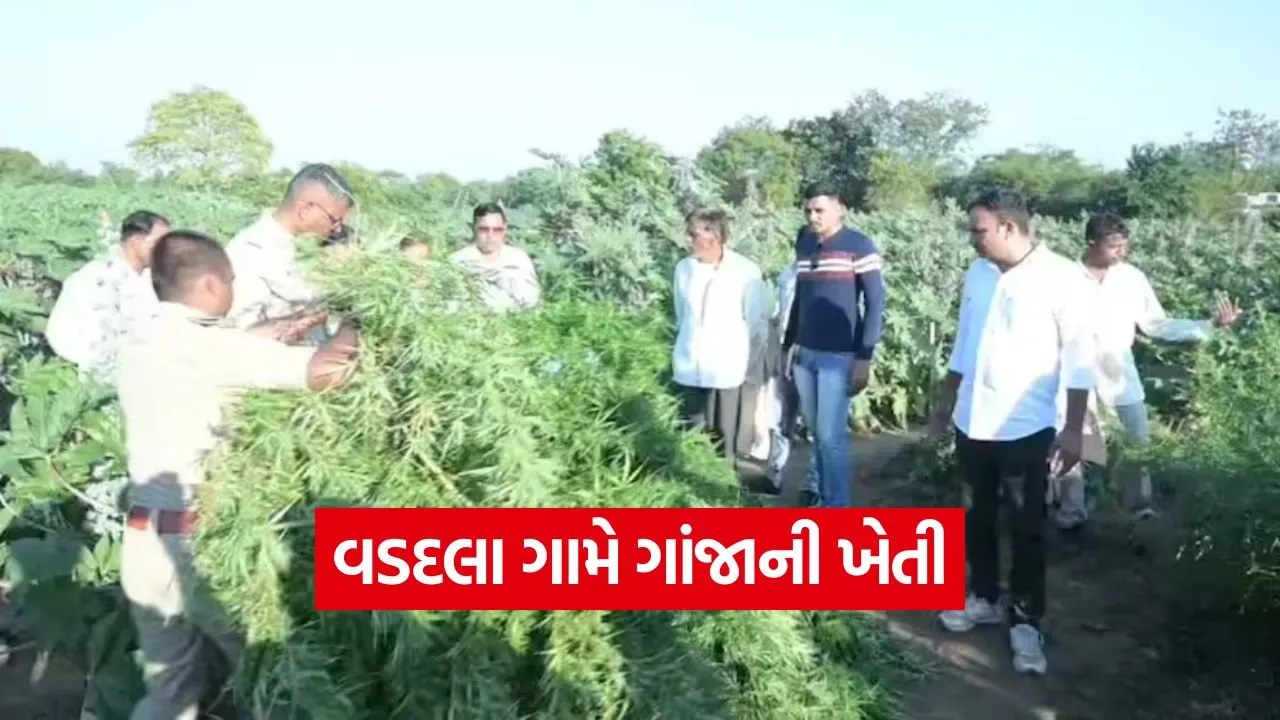 Drug seizure mahisagar 1.jpg