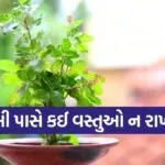 Tulsi Plant