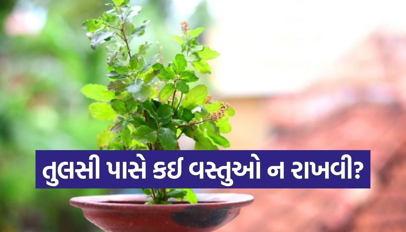 Tulsi Plant