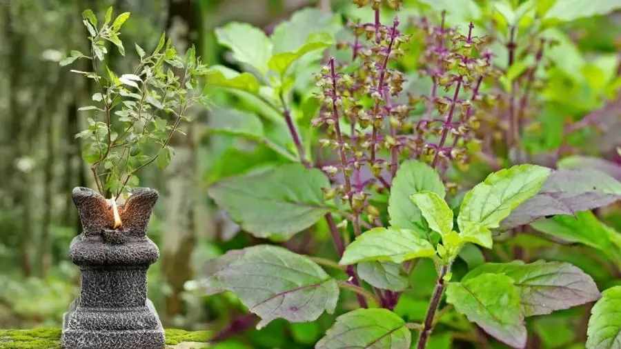 Tulsi Plant 