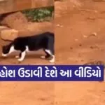 video9
