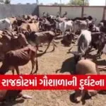 rajkot 90 cows die