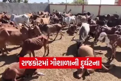 rajkot 90 cows die