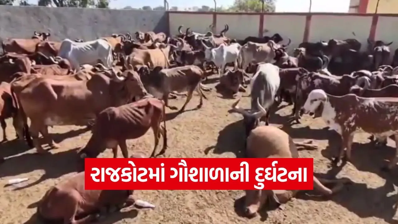 rajkot 90 cows die.jpg
