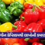 capsicum farming 1