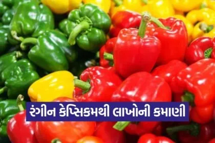 capsicum farming 1