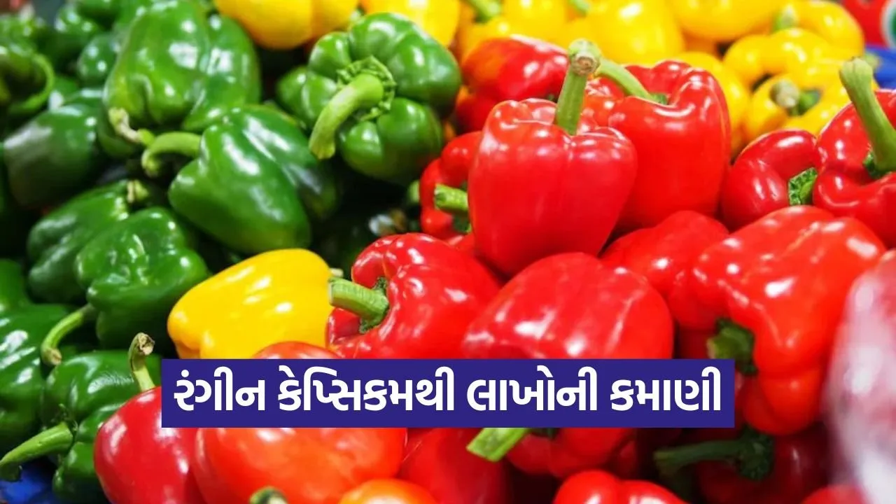 capsicum farming 1.jpg