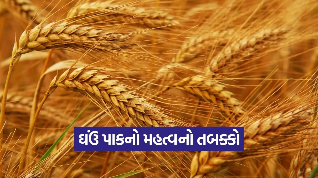 wheat crown root stage 1.jpg