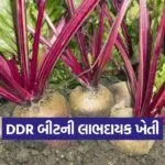 Beetroot cultivation 1