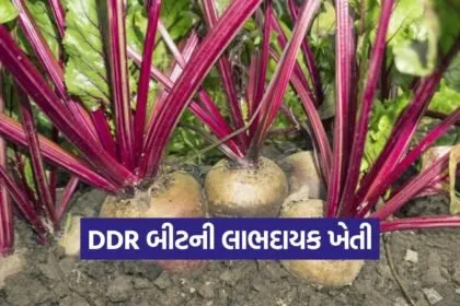 Beetroot cultivation 1