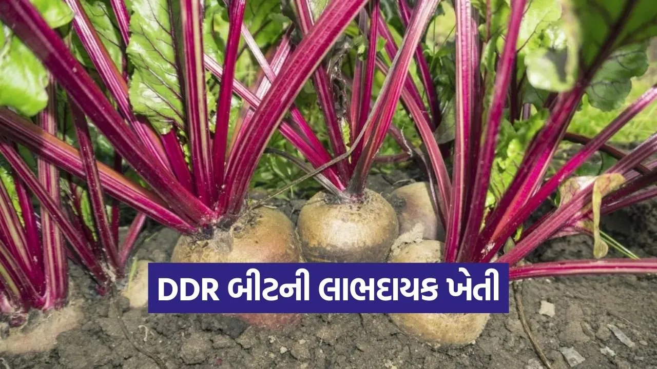 Beetroot cultivation 1.jpg