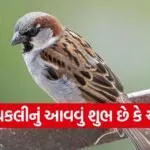 Sparrow