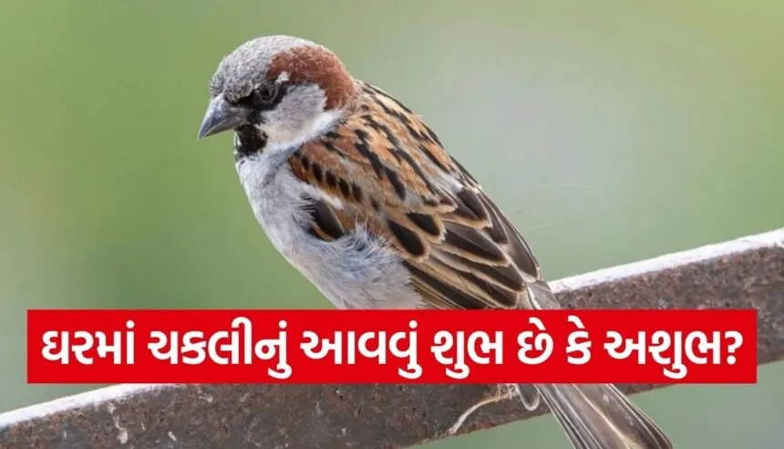 Sparrow