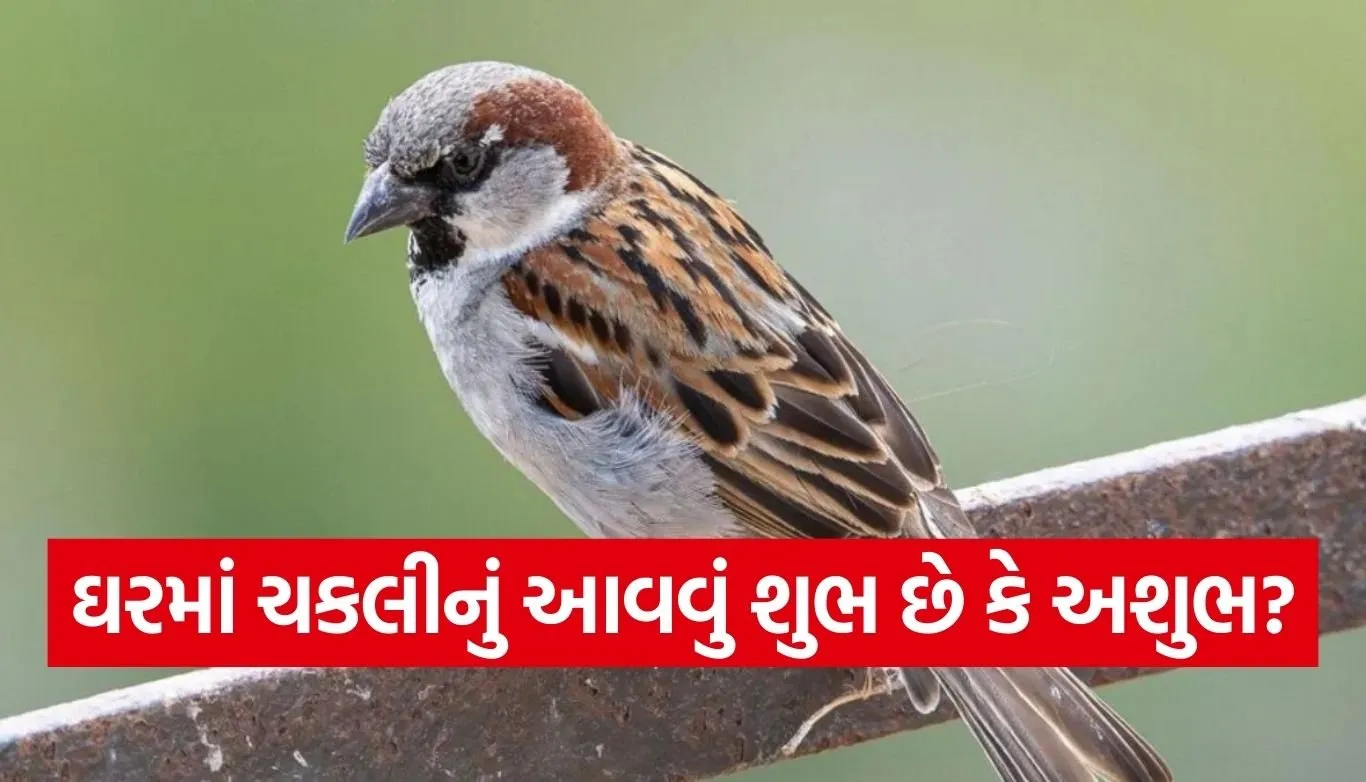 Sparrow