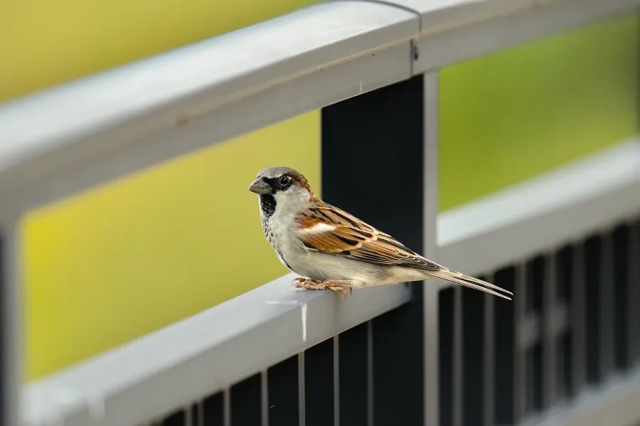 Sparrow