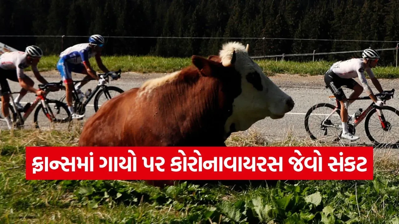 cow.jpg