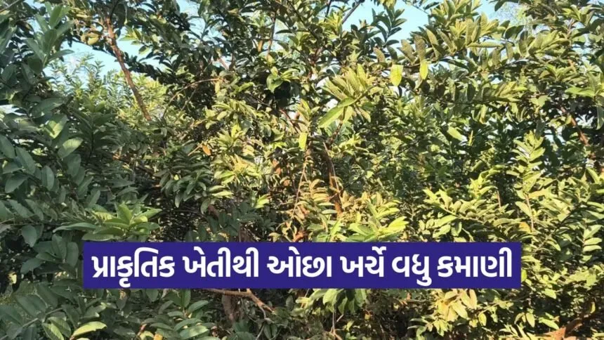 Natural Farming 1