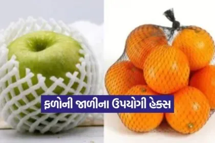 fruits