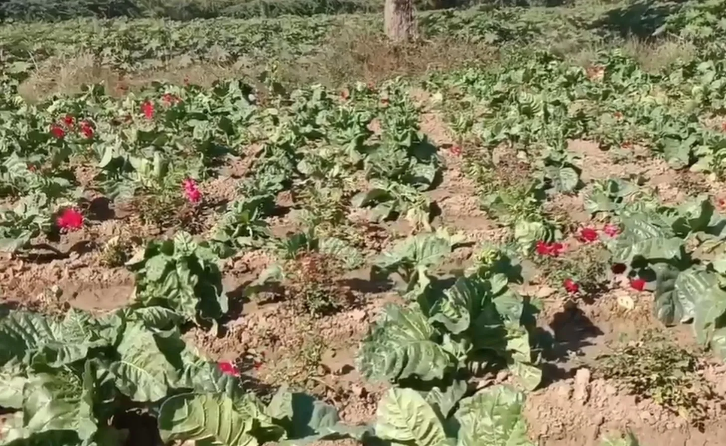 શિહી ગામના યુવાન ખેડૂતે ટેકનોલોજીથી ખેતીનું રૂપ બદલી દીધું 3 smart farming technology 1.jpeg