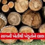teak farming 1