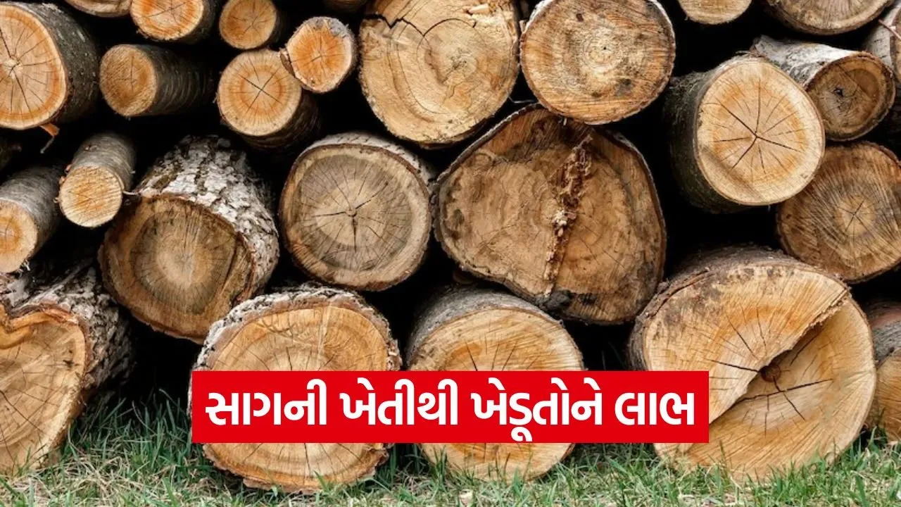 teak farming 1.jpg