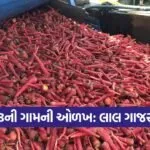 carrot farming runi Patan