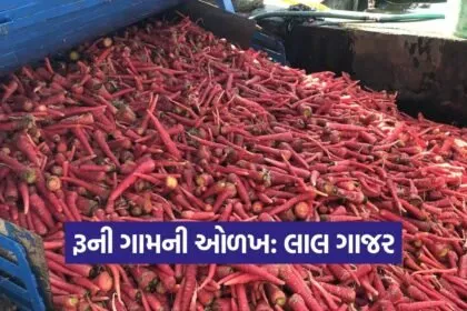 carrot farming runi Patan