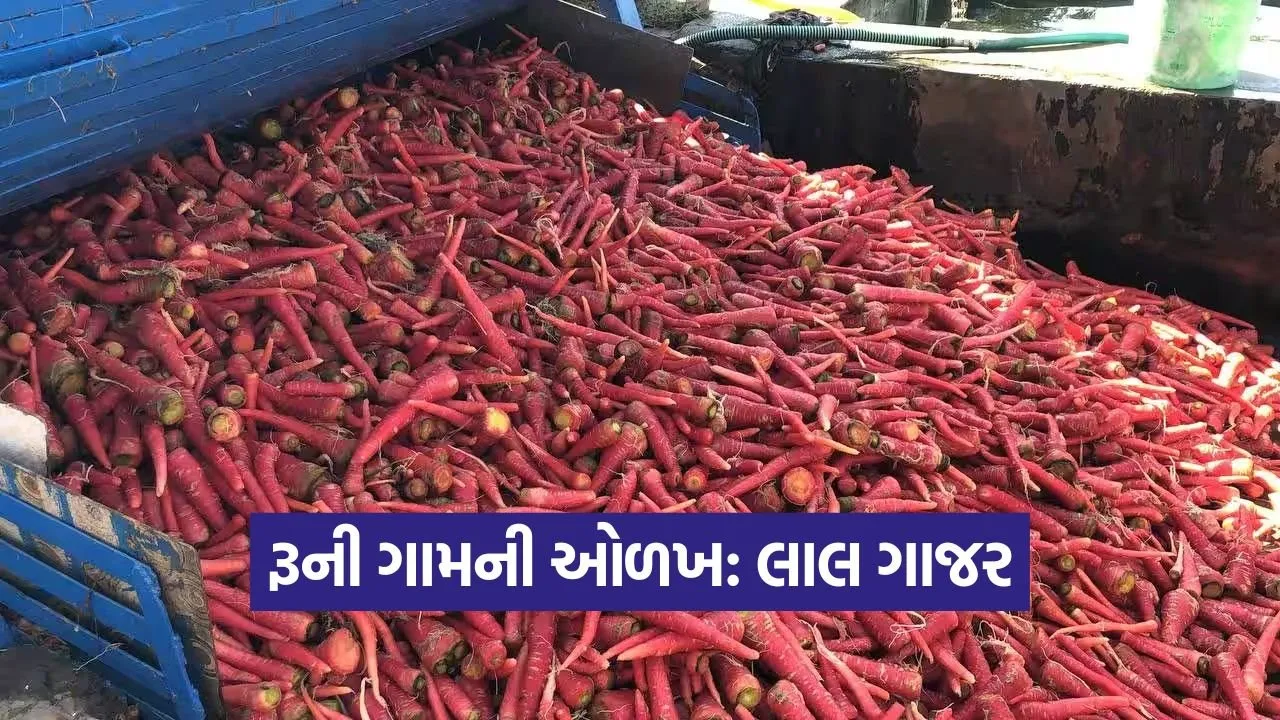 carrot farming runi Patan.jpg