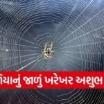spider