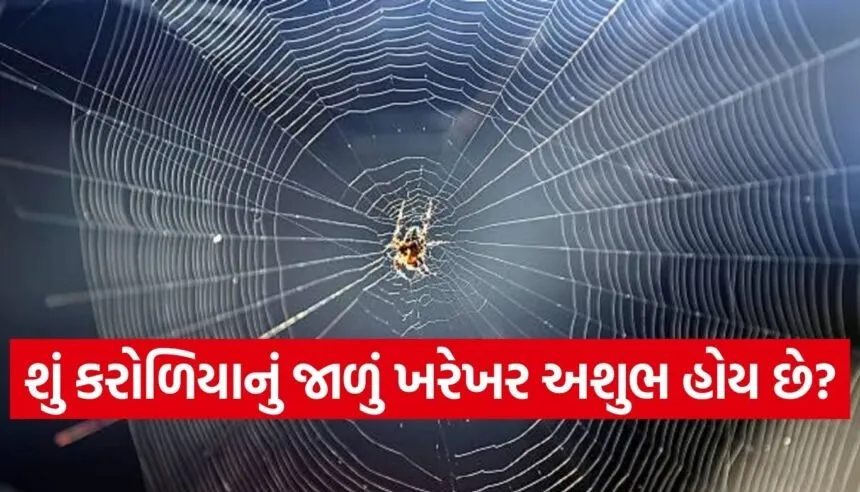 spider
