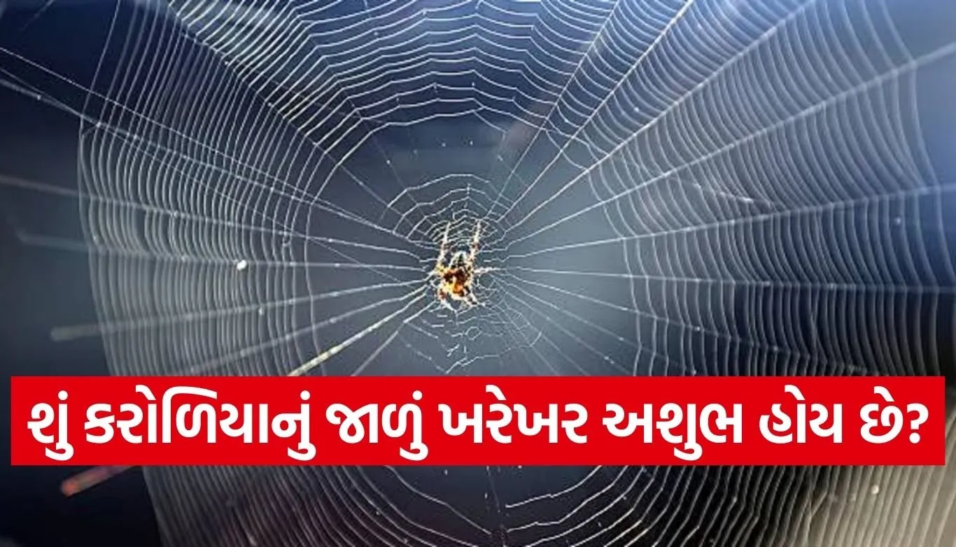 spider