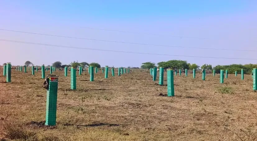 અમરેલીના અમૃતવેલ ગામે હરિયાળી માટે કર્યો અનોખો પ્રયાસ 3 tree plantation amrutvel 2.png