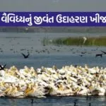 khijadia pakshi abhyaranya gujarat 1