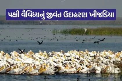 khijadia pakshi abhyaranya gujarat 1