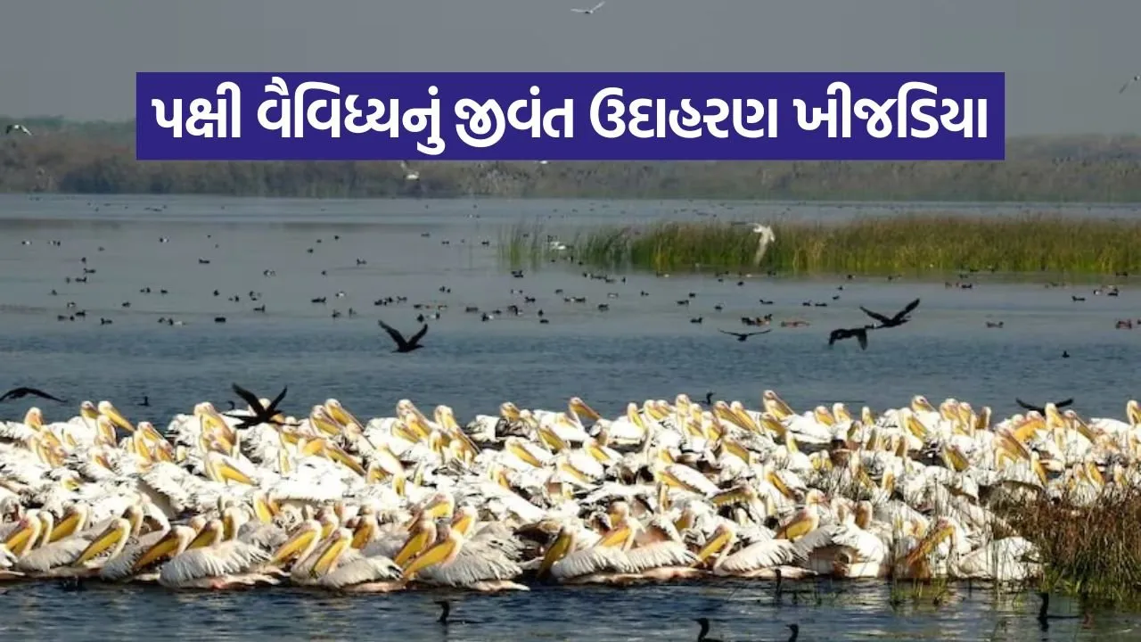 khijadia pakshi abhyaranya gujarat 1.jpg