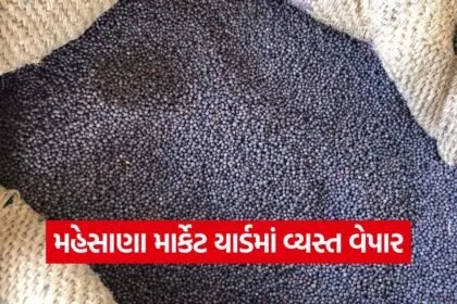 mehsana market yard prices 1