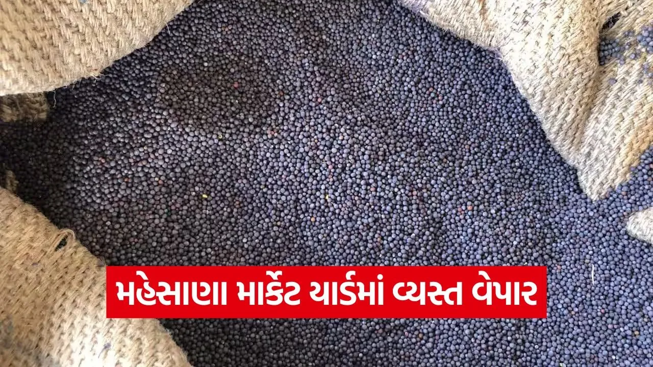 mehsana market yard prices 1.jpg