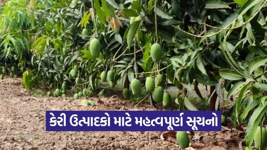 mango orchard management 1