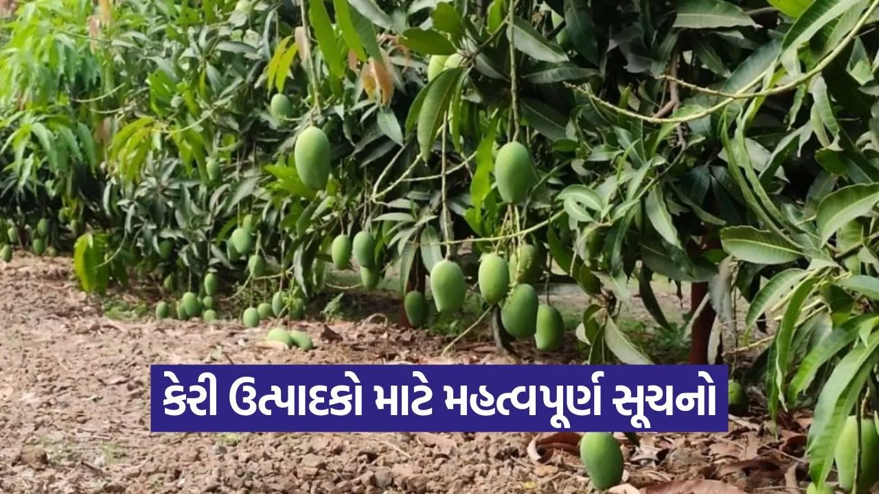mango orchard management 1.jpg