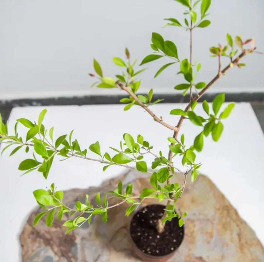 Inauspicious Plants