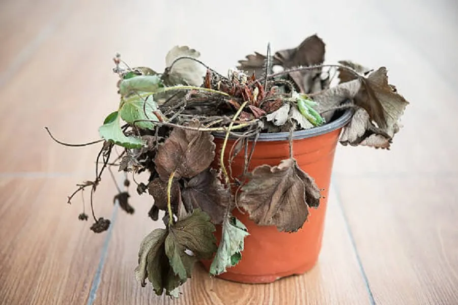 Inauspicious Plants