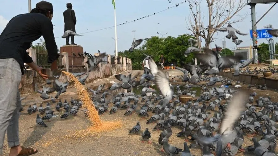 રખડતા કૂતરાઓ પછી હવે કબૂતરો પર ત્રાટકશે પ્રતિબંધ? જાણો કેમ ચણ નાખવા પર રોક લગાવવાની થઈ ભલામણ 3 pigeons2.jpg