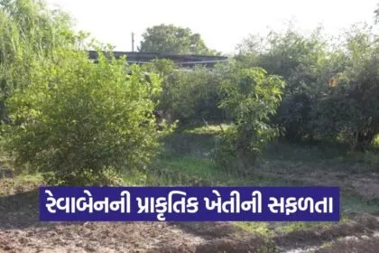 aravalli revaben natural farming 1
