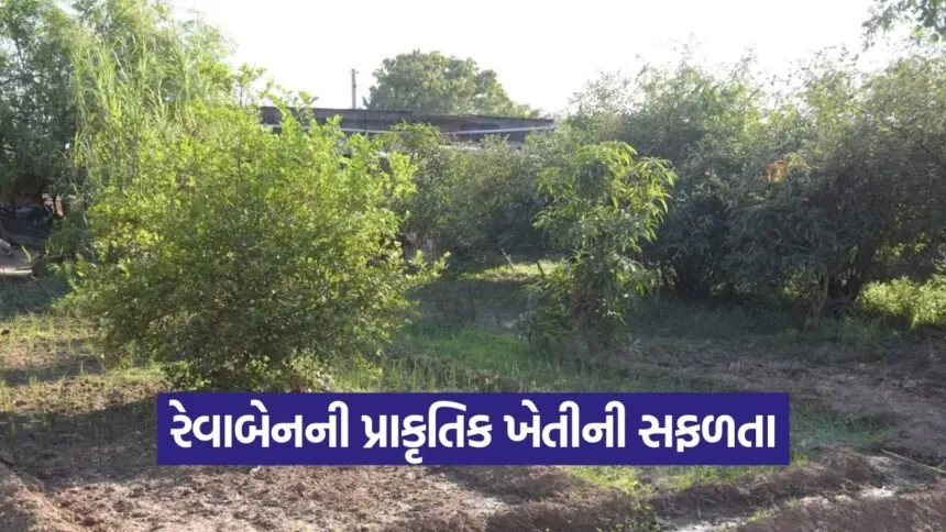 aravalli revaben natural farming 1