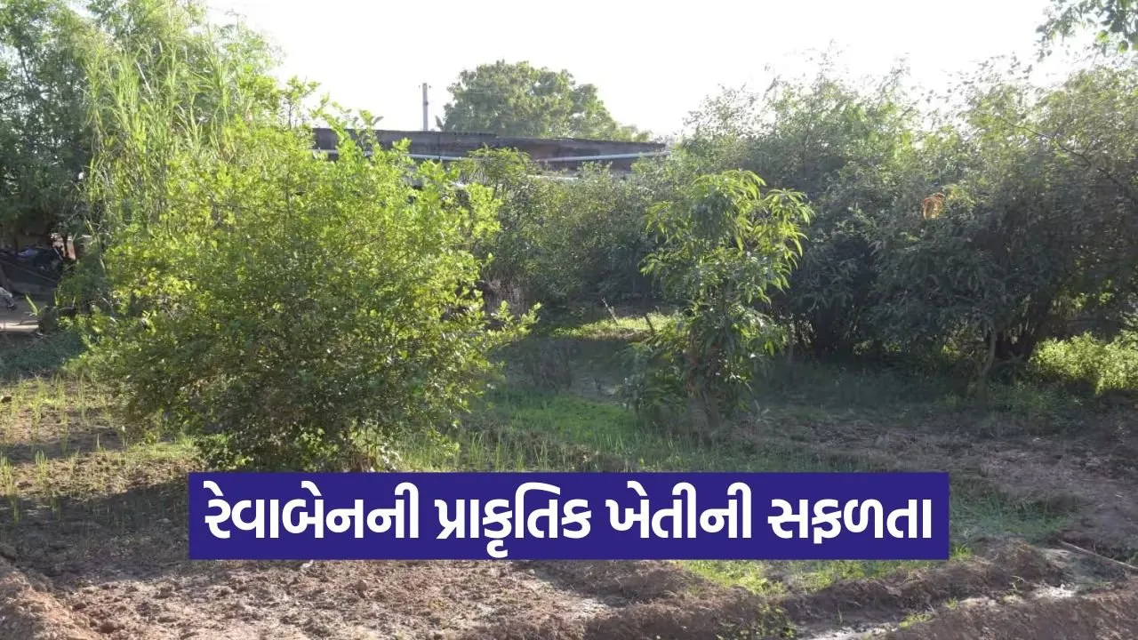 aravalli revaben natural farming 1.jpg