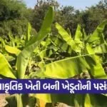 jesar solanki vinubhai Natural Farming 1