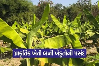 jesar solanki vinubhai Natural Farming 1