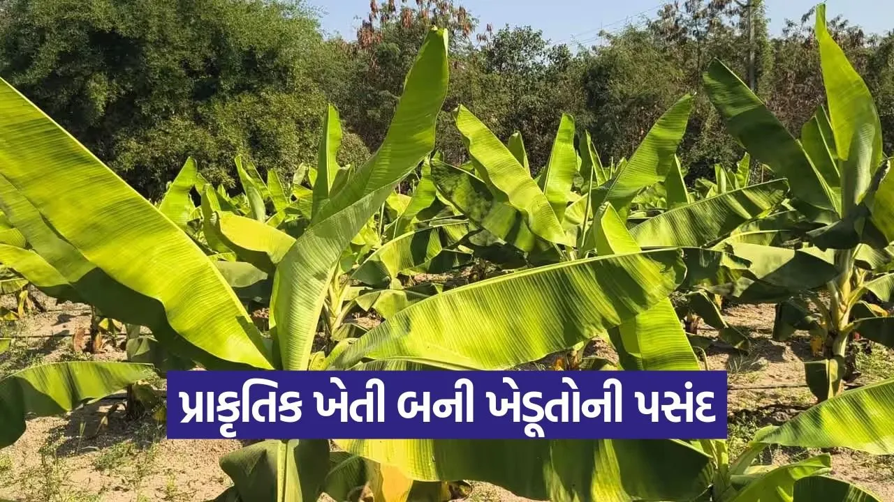 jesar solanki vinubhai Natural Farming 1.jpg