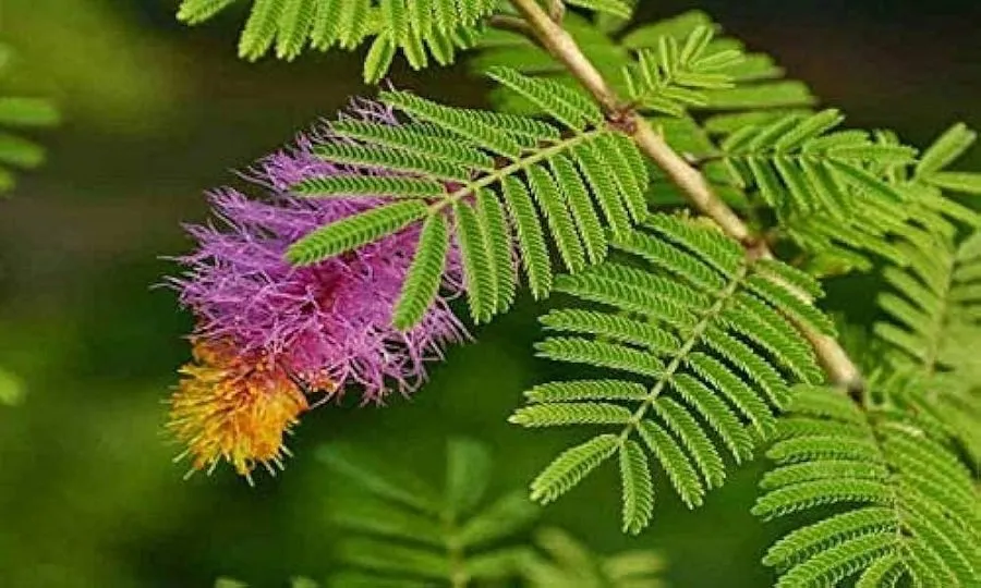 Shami Tree Puja